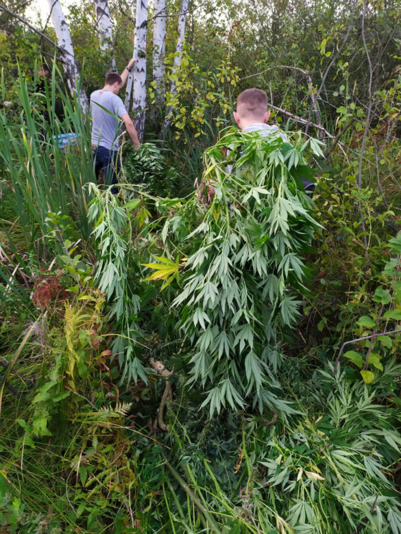Zlikwidowano plantacje marihuany liczące kilkaset krzaków