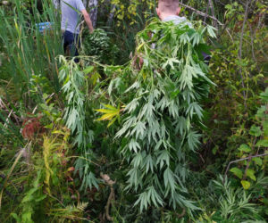 Zlikwidowano plantacje marihuany liczące kilkaset krzaków