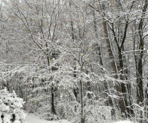 Pierwszy śnieg w regionie tarnowskim