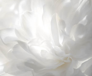 Kolor Roku Pantone 2026