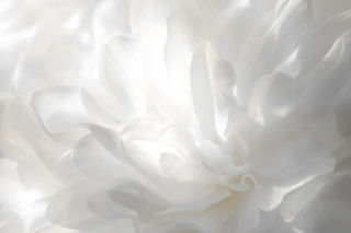 Kolor Roku Pantone 2026