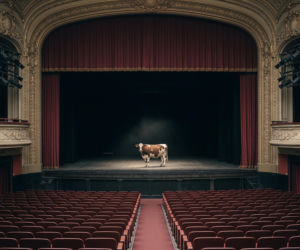Krowa na Pradze. Co stało się w kinie Śląsk i gdzie trafiło zwierzę?