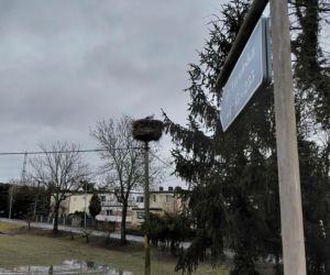 Maciek wrócił do Bydgoszczy. Znany bocian znów ogłasza nadejście wiosny!