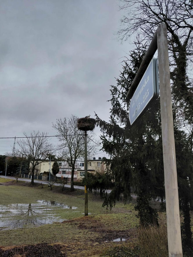 Maciek wrócił do Bydgoszczy. Znany bocian znów ogłasza nadejście wiosny!