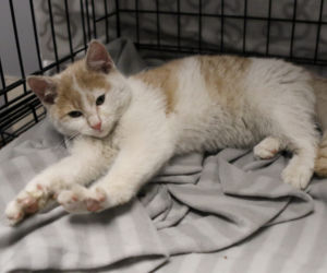Kot do adopcji - Kot numer 1