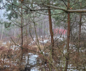 Karol Kania - król pieczarek. Kim był tragicznie zmarły milioner?