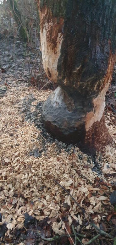 Zanieczyszczenia w Nowej Jastrząbce 