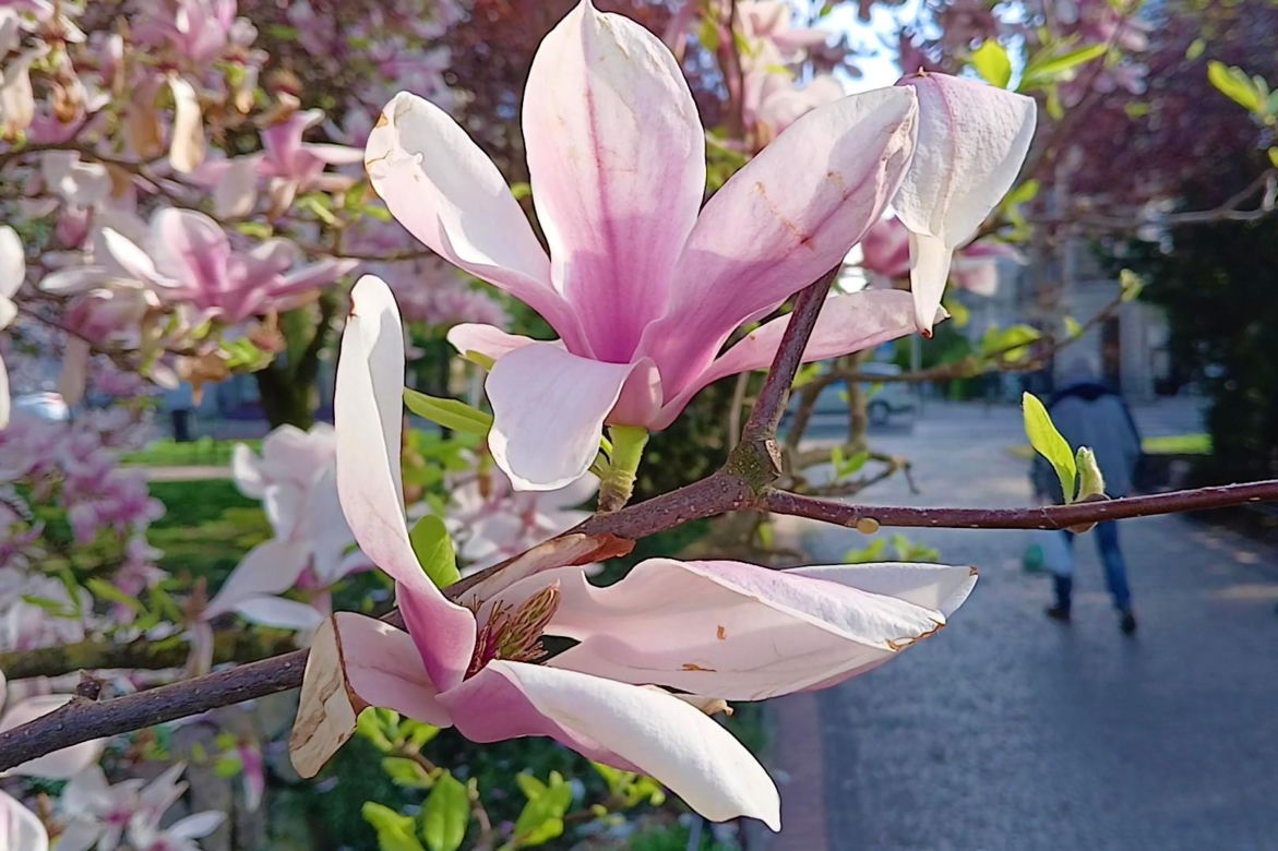 Magnolie w Szczecinie
