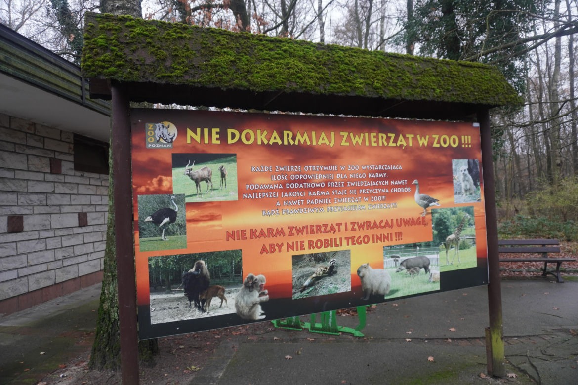 Zoo w Poznaniu zimą