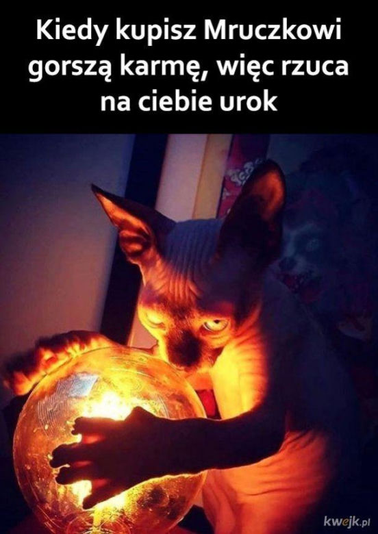 Koty opanowały internet! Memy z mruczkami bawią do łez [TOP 45]