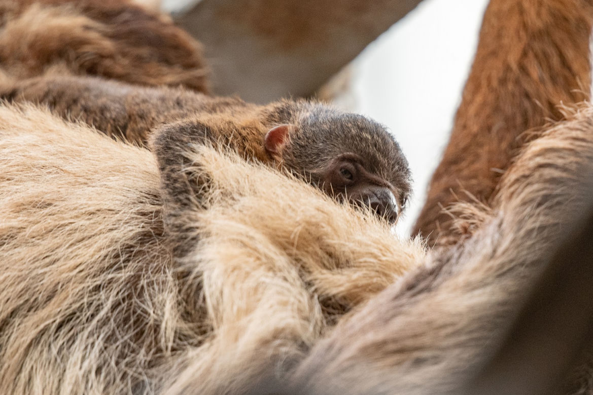 ZOO Wrocław szuka imienia dla małego leniwca. Zobaczcie, jaki jest uroczy! [ZDJĘCIA, FILM] 