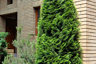 Żywotnik zachodni 'Columna' - Thuja occidentalis 'Columna'