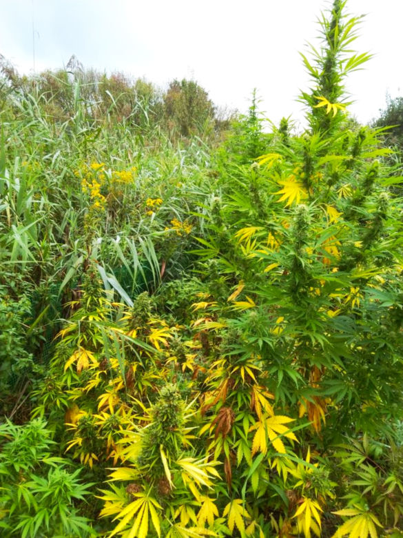 Nielegalne plantacje konopi znalezione pod Mielcem