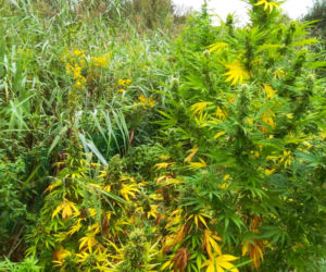Nielegalne plantacje konopi znalezione pod Mielcem