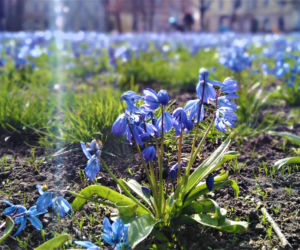 Cebulice w Szczecinie