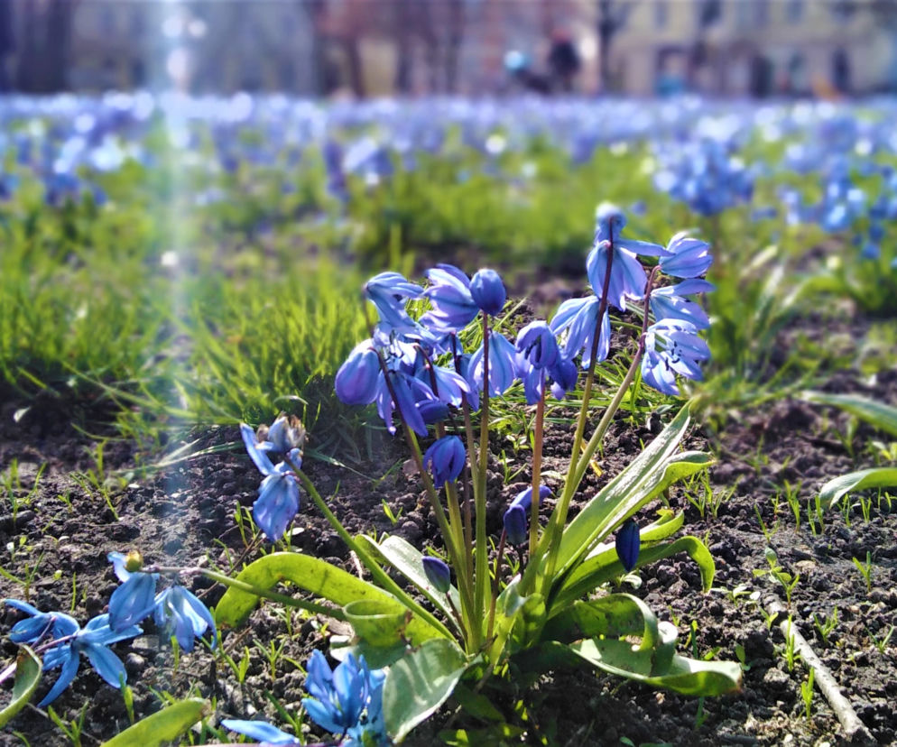 Cebulice w Szczecinie