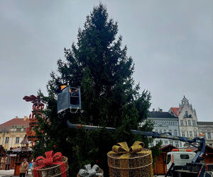 Choinka stoi. Most Staromiejski się stroi. Bydgoszcz rozbłyśnie już 21 listopada 2025. Rusza Bydgoski Jarmark Świąteczny