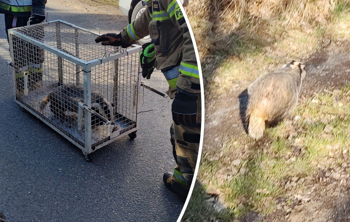 Przerażeni mieszkańcy zadzwonili na służby! W ich domu grasował… borsuk