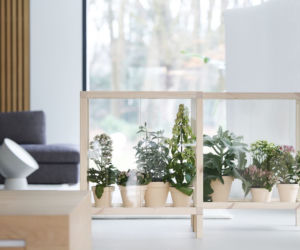 Kalanchoe w aranżacji wnętrza