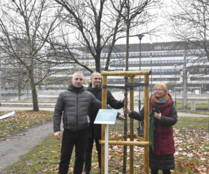Powstańcy zapuścili korzenie. 20 drzew dla bohaterów w parku na Woli
