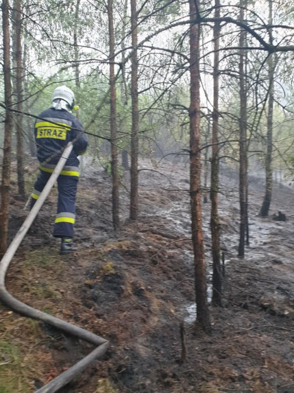 Pożar lasu pod Bydgoszczą! 