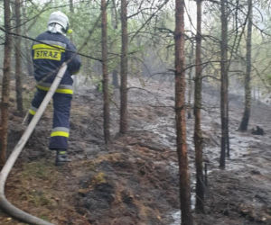 Pożar lasu pod Bydgoszczą! 