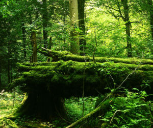 Puszcza Białowieska