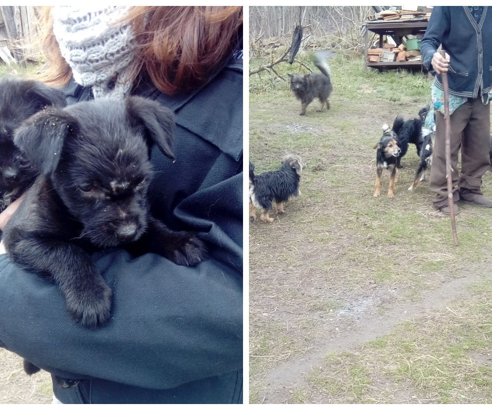 Policja i OTOZ Animals Bydgoszcz uratowali kilkanaście bezpańskich psów, które biegały po Samociążku!