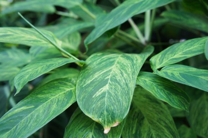 Ctenanthe lubbersiana