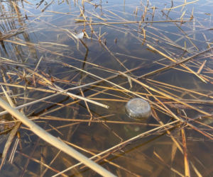 Siedleccy wędkarze chcą posprzątać okolice zalewu. Pomożecie?