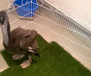 Peptusia jeszcze niedawno nie miała upierzenia - dzisiaj jest pokryta ciemnymi piórkami