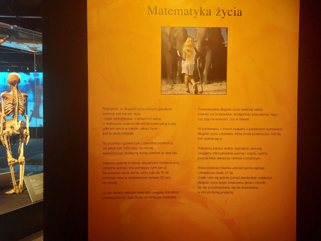 Wystawa Body Worlds w Szybie Wilson w Katowicach