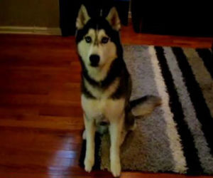 Mishka 1
