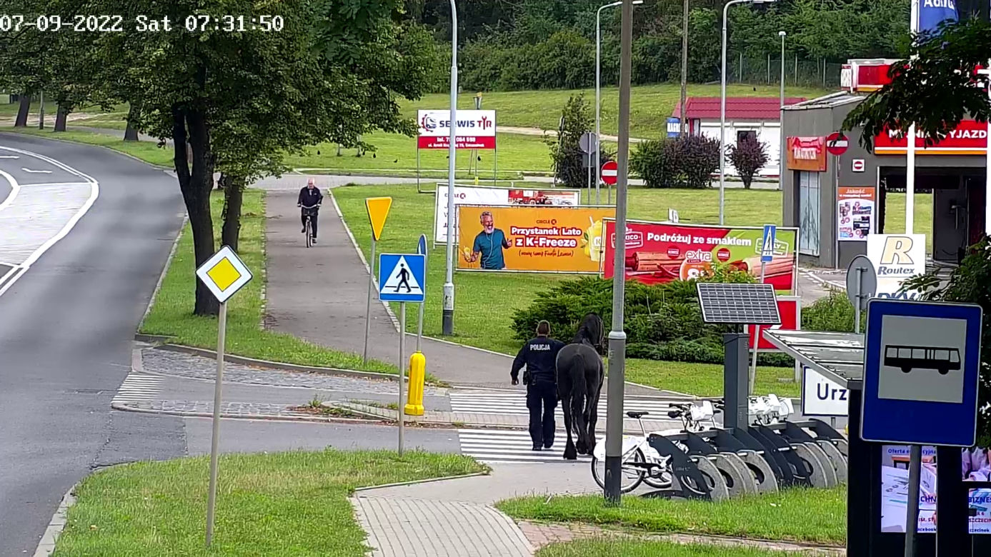 Konik na gigancie. Niecodzienna akcja w centrum Szczecinka