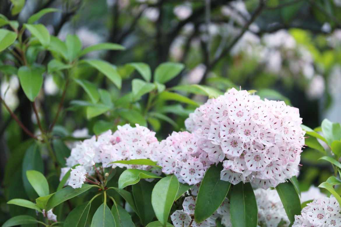 Kalmia