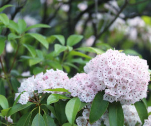 Kalmia