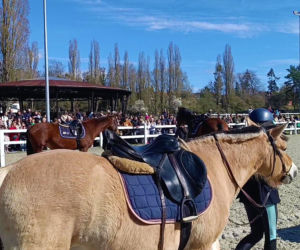 Konna święconka w Szczecinie