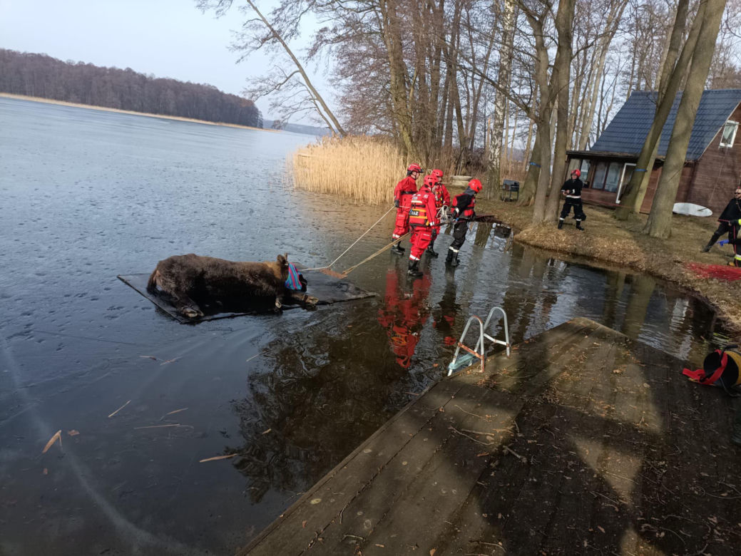 Żubrzyca utknęła na lodzie