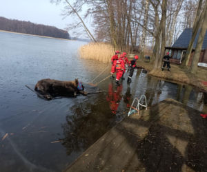 Żubrzyca utknęła na lodzie