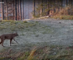 Rysia mama z młodymi wpadła w wideopułapkę w Beskidach. To pierwszy taki przypadek