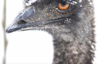 Emu spacerowało po lesie pod Garwolinem! Nagranie hitem sieci