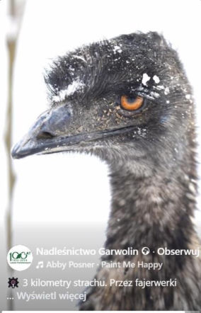 Emu spacerowało po lesie pod Garwolinem! Nagranie hitem sieci