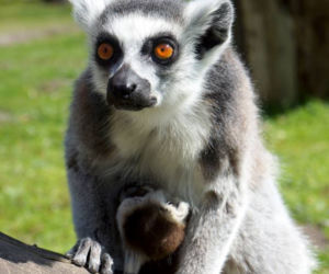Lemur