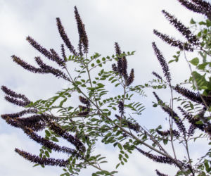 Amorfa krzewiasta (Amorpha fruticosa)