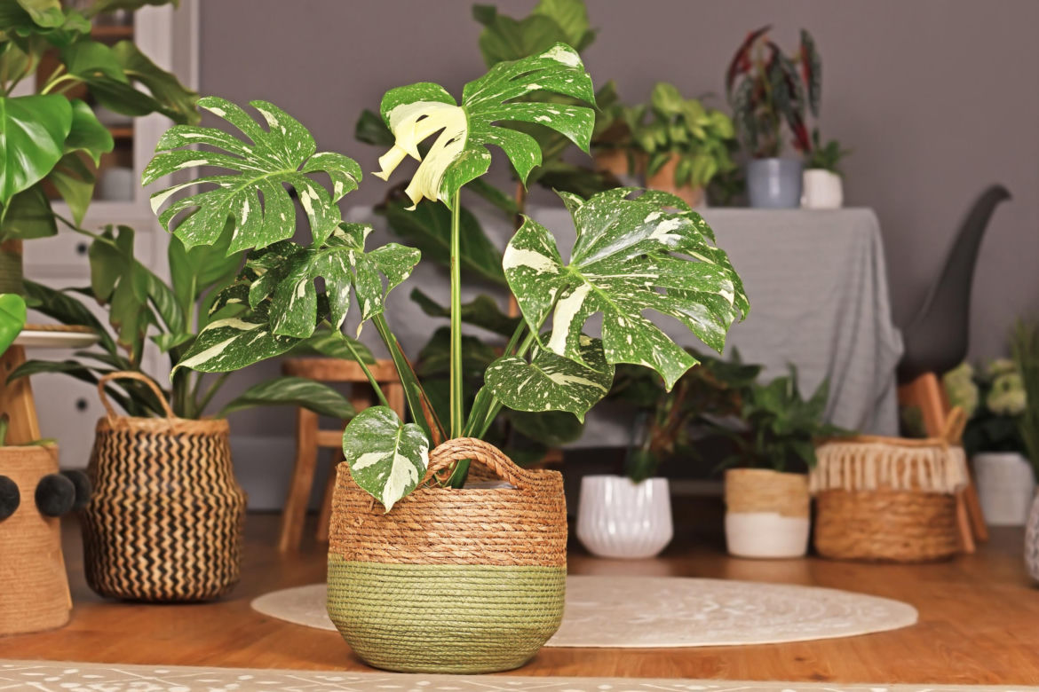 Monstera 'Thai Constellation'