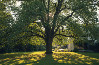 Orzech włoski pod domem to problem. Co naprawdę wysysa z ciebie energię?
