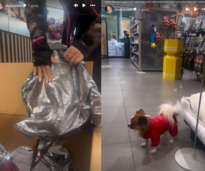 Doda ratuje bezdomne psy przed ekstremalnym mrozem. Poruszający apel artystki