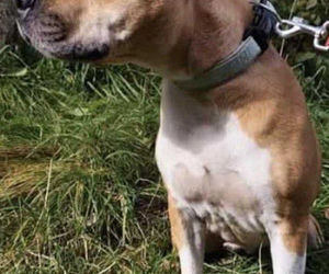 Amstaff porzucony w Dąbrowie Górniczej