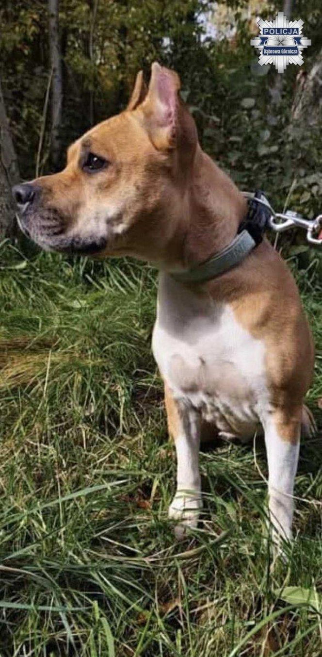 Amstaff porzucony w Dąbrowie Górniczej