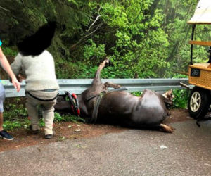 Wypadek konia na trasie do Morskiego Oka